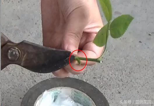 月季树嫁接教程,月季树的芽接方法