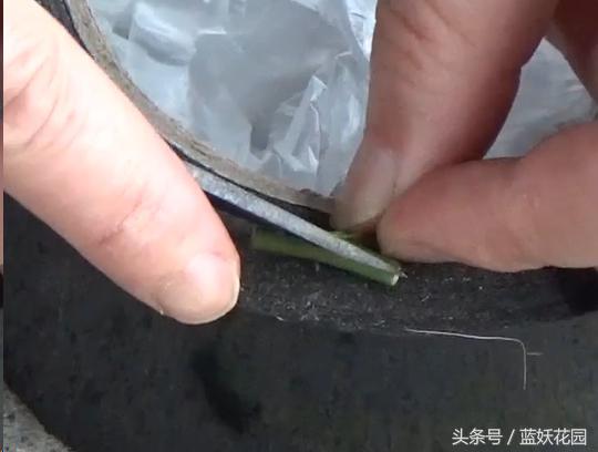 月季树嫁接教程,月季树的芽接方法