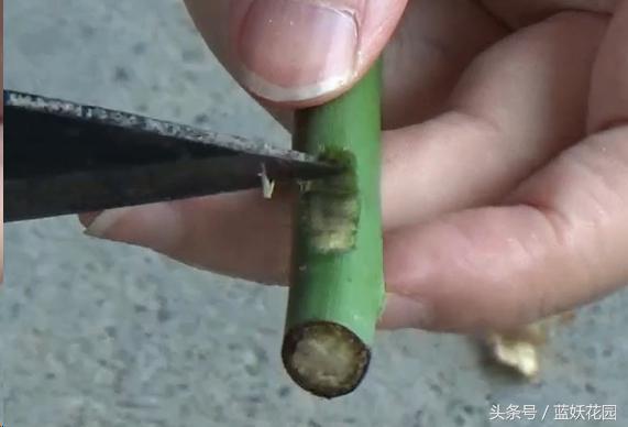 月季树嫁接教程,月季树的芽接方法