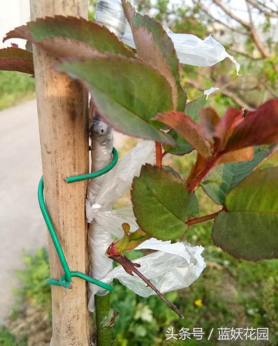 月季树嫁接教程,月季树的芽接方法