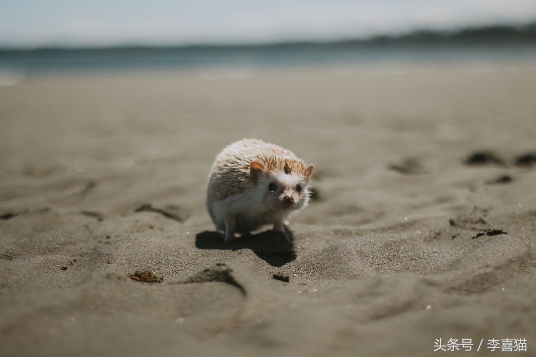 可爱小宠物刺猬,2019最萌宠物刺猬