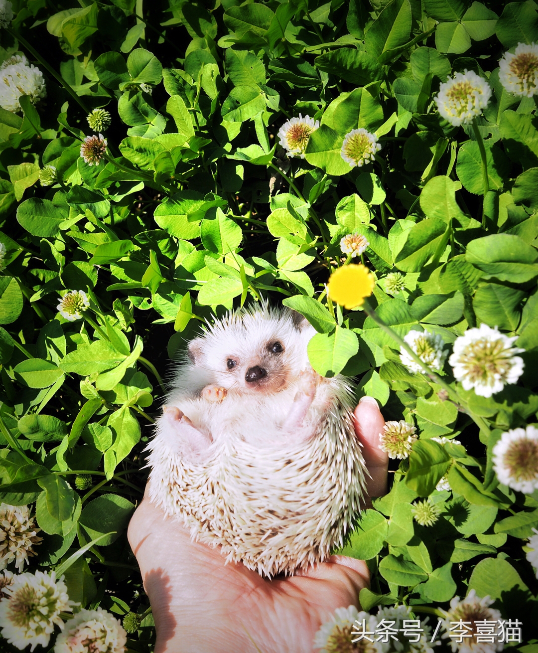 可爱小宠物刺猬,2019最萌宠物刺猬
