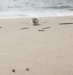 可爱小宠物刺猬,2019最萌宠物刺猬