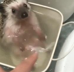 可爱小宠物刺猬,2019最萌宠物刺猬