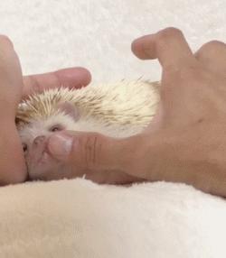 可爱小宠物刺猬,2019最萌宠物刺猬