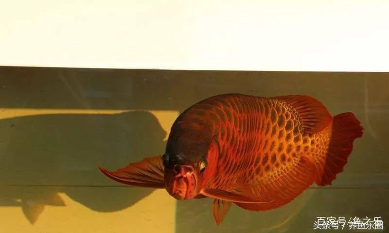 红龙怎么才能养好,红龙养几条不会打架