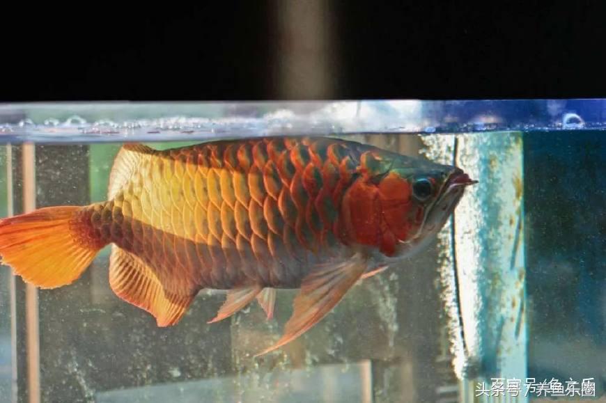 红龙怎么才能养好,红龙养几条不会打架