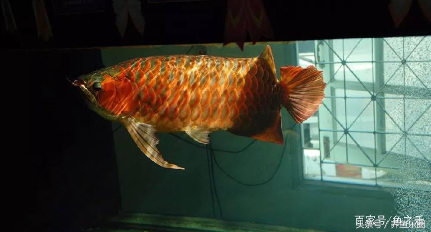 红龙怎么才能养好,红龙养几条不会打架