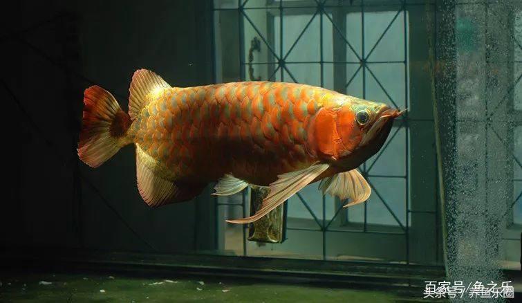 红龙怎么才能养好,红龙养几条不会打架