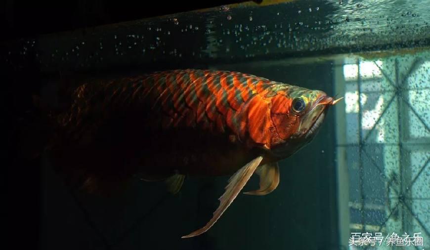 红龙怎么才能养好,红龙养几条不会打架