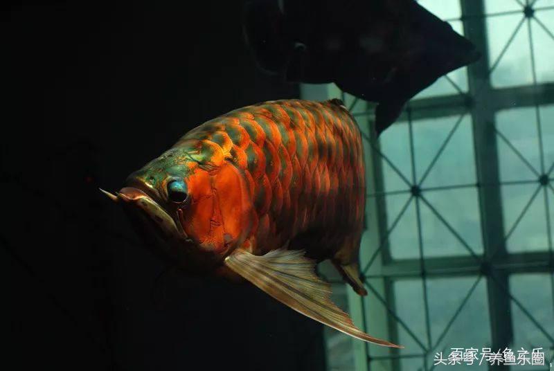 红龙怎么才能养好,红龙养几条不会打架