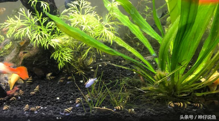 除藻鱼缸最好的螺,养除藻的螺的缸里放什么才好看