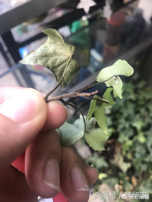 广东高温天气月季怎么过夏,常春藤常见病害的解决方法