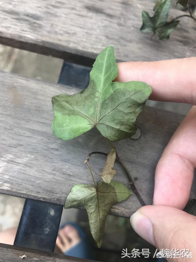 广东高温天气月季怎么过夏,常春藤常见病害的解决方法