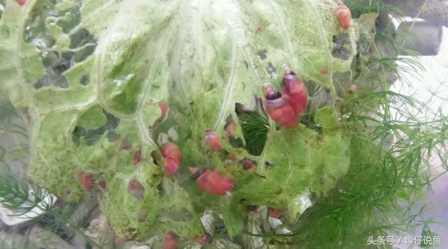 除藻鱼缸最好的螺,养除藻的螺的缸里放什么才好看