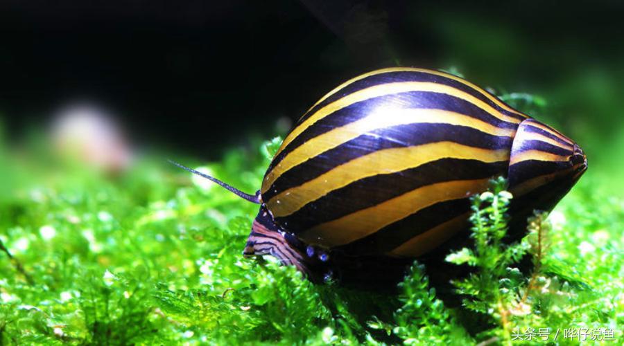 除藻鱼缸最好的螺,养除藻的螺的缸里放什么才好看