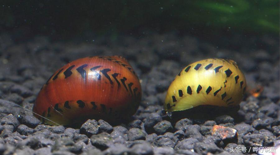 除藻鱼缸最好的螺,养除藻的螺的缸里放什么才好看