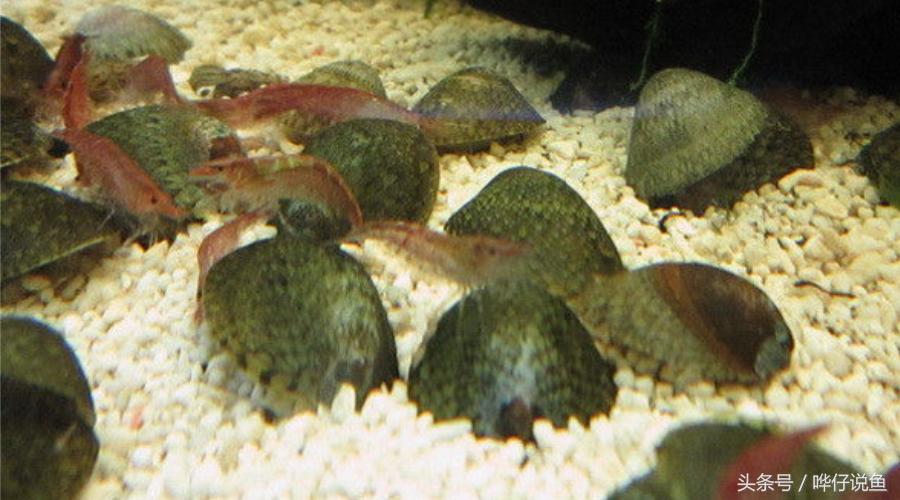 除藻鱼缸最好的螺,养除藻的螺的缸里放什么才好看