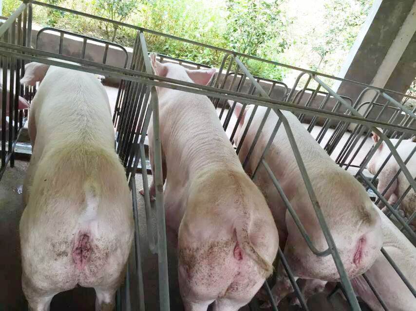 刚配完种的母猪不吃料怎么办,母猪不吃怎么办教你一招