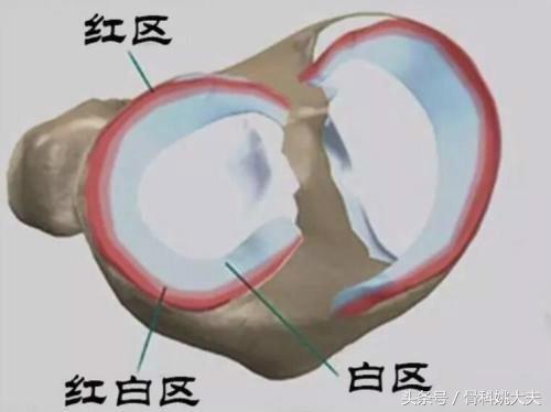 为什么半月板损伤越休息越疼,为什么半月板受伤腿会变细