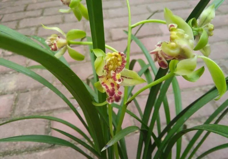 金边兰花叶尖枯焦,兰花叶尖枯焦会恢复吗