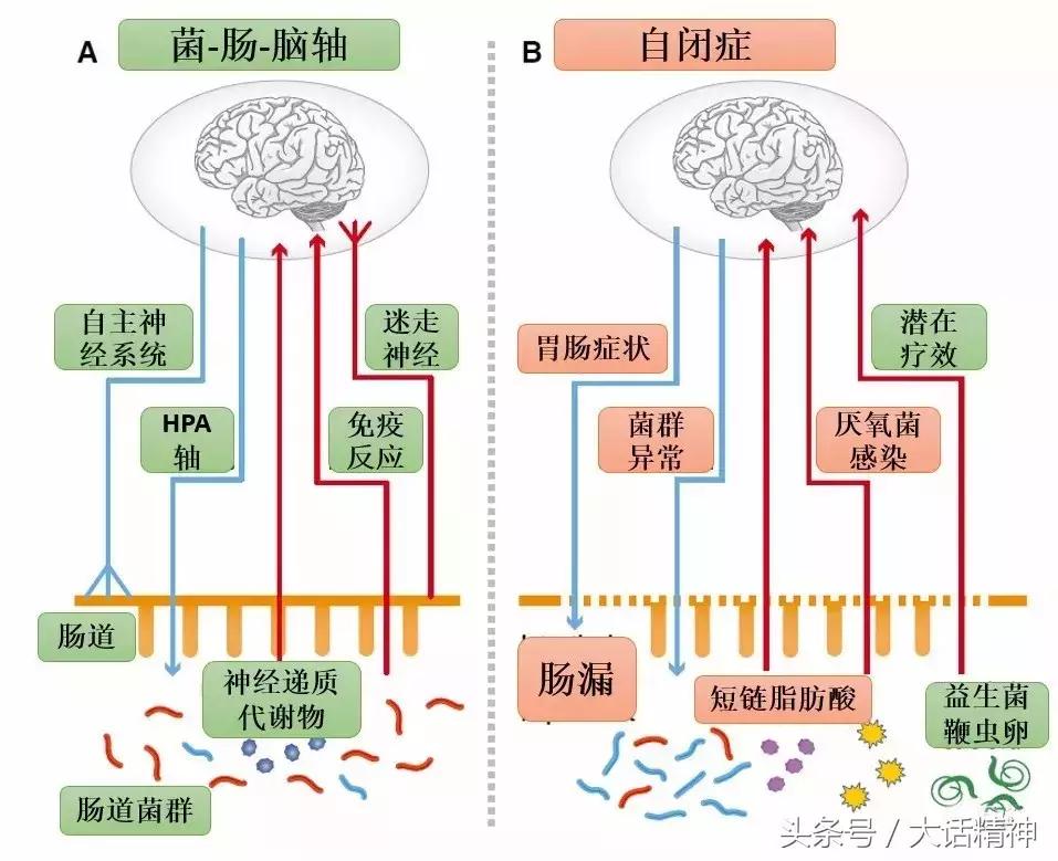 肠道微生物是治疗精神疾病的关键吗?它如何操控我们的健康?