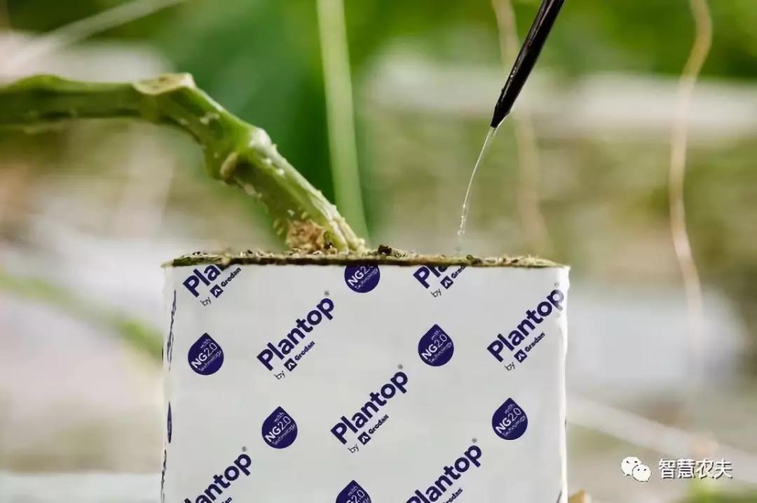 荷兰无土栽培番茄是什么材料,荷兰番茄栽培亩产达十万