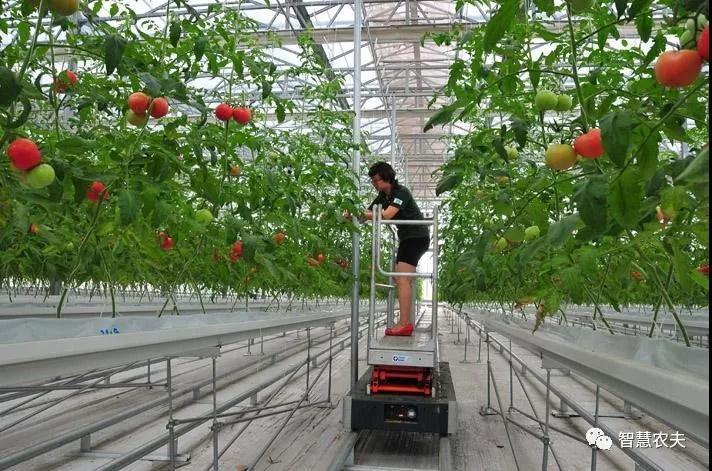 荷兰无土栽培番茄是什么材料,荷兰番茄栽培亩产达十万