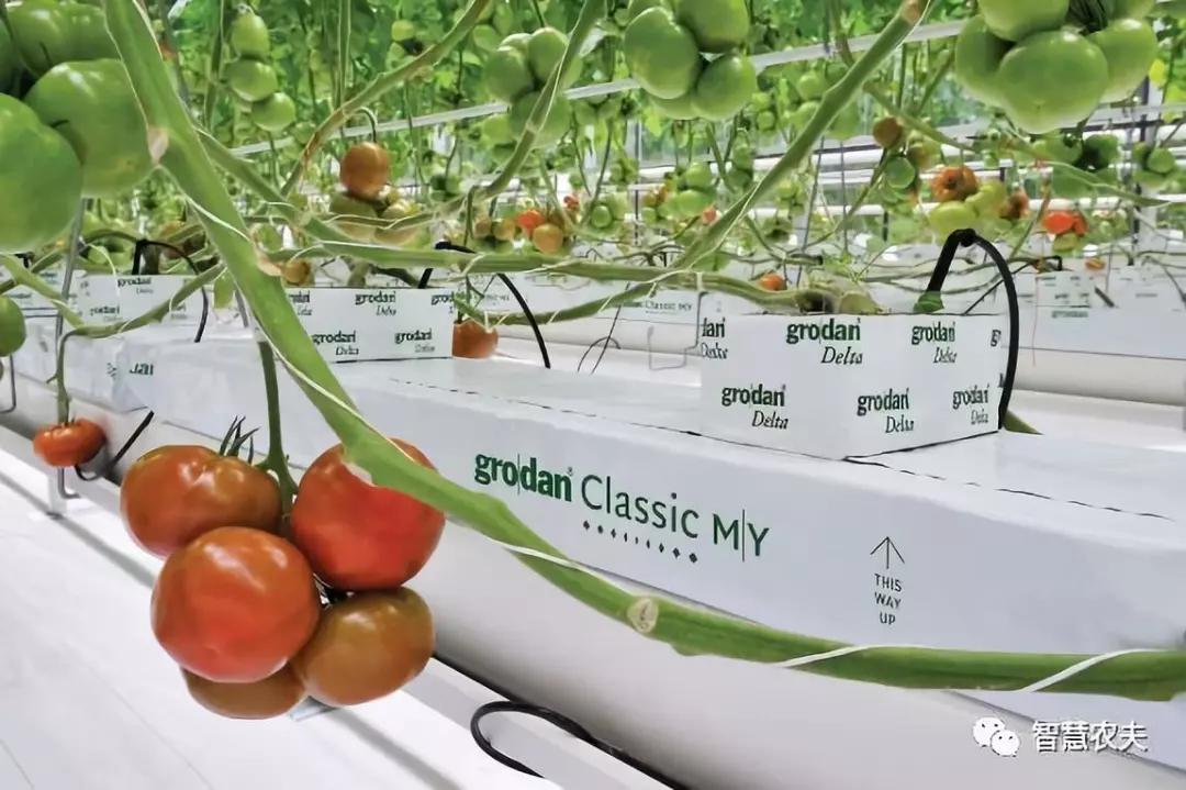 荷兰无土栽培番茄是什么材料,荷兰番茄栽培亩产达十万