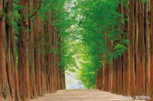 为什么很少有楸木家具,不可不知的楸木家具