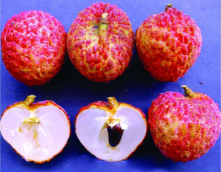 惠阳吉他嘉年华开幕式,惠阳荔枝吉他节