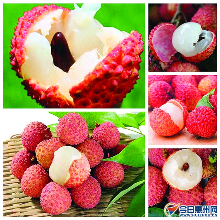 惠阳吉他嘉年华开幕式,惠阳荔枝吉他节