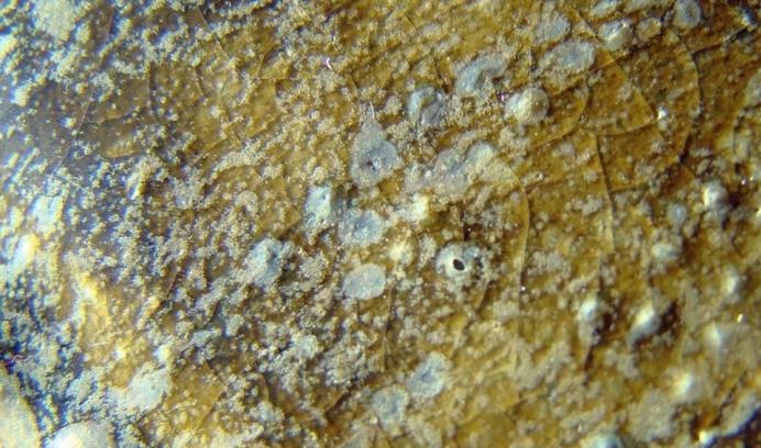 古瓷如何鉴定真伪,古瓷真伪鉴别的六种方法