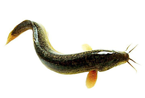 泥鳅稻田养殖怎样捕捞,安徽稻田养殖泥鳅成本利润