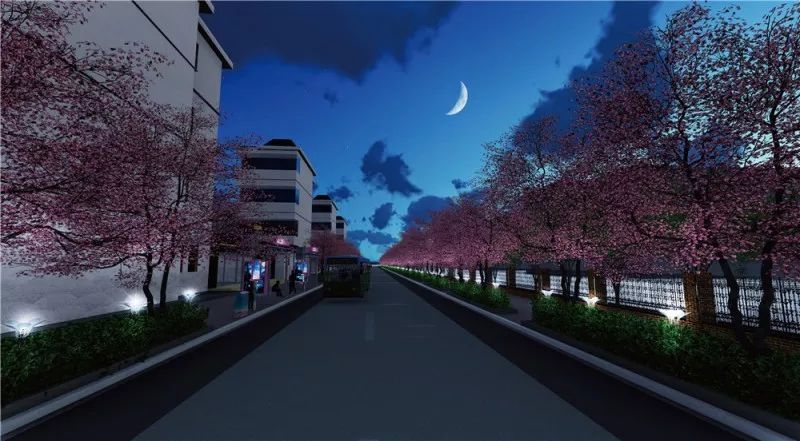 宝山最美的樱花路,宝山浪漫樱花路图片