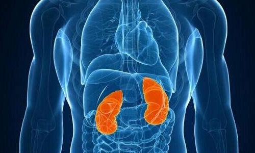 只有一个肾对生活有什么影响,只有一个肾脏影响寿命吗