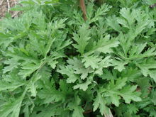 端午节中国传统节日手抄报,端午节中国传统节日习俗