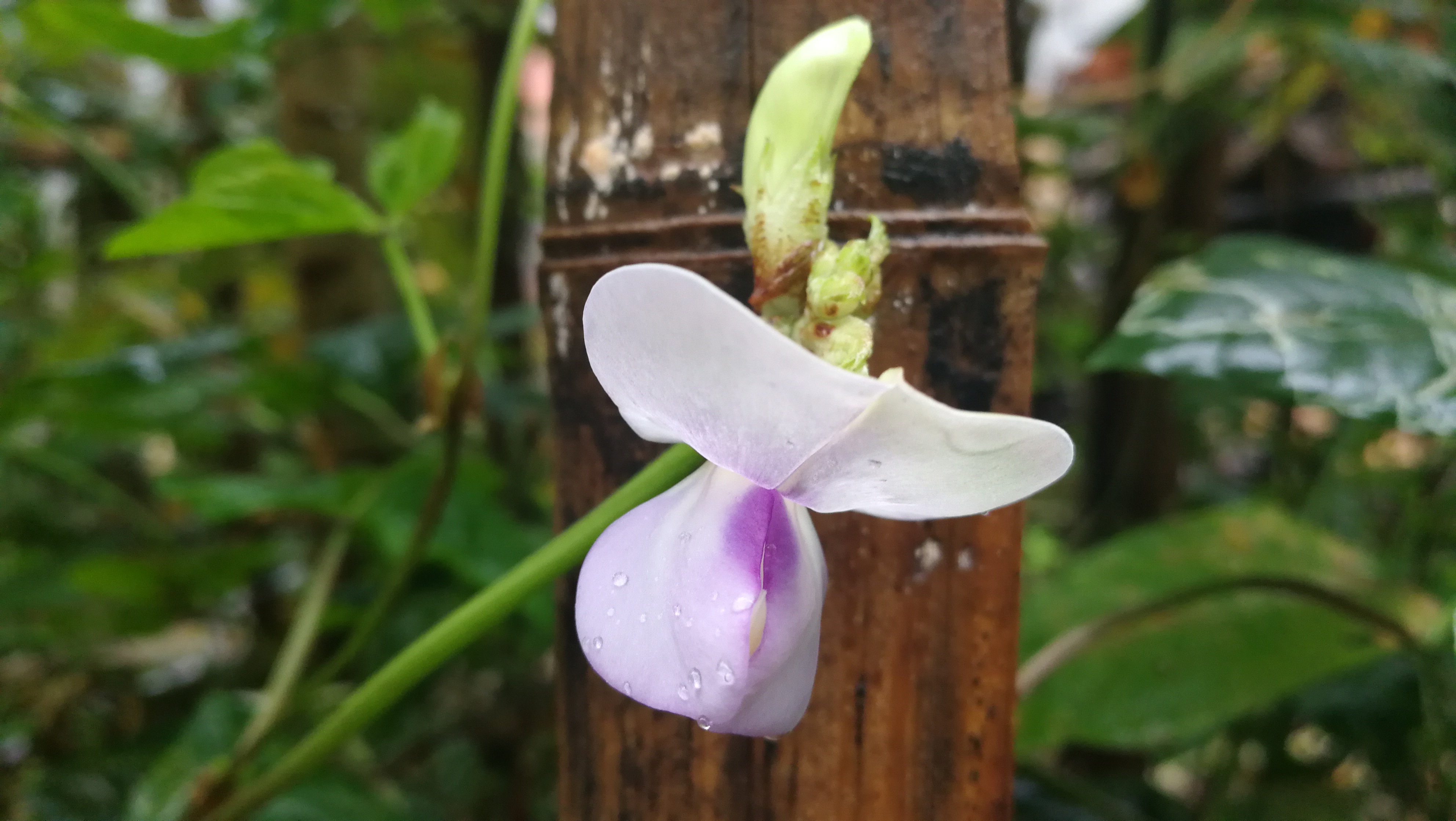 孩子抗拒做家庭作业怎么办,孩子抗拒做作业怎么办
