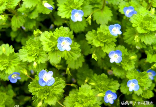 农村专治疝气的野草,小麦地狗尾巴草用什么药防治