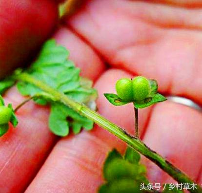 农村专治疝气的野草,小麦地狗尾巴草用什么药防治