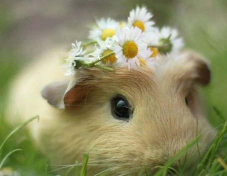 生肖属兔出生月财运运势大揭秘,生肖属龙人今日运势财运