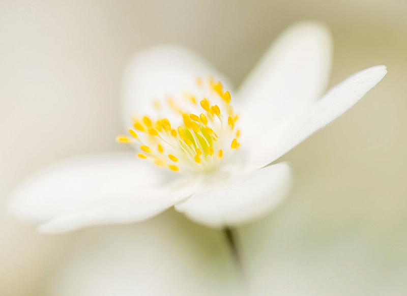 RossHoddinott：我不怕落俗套