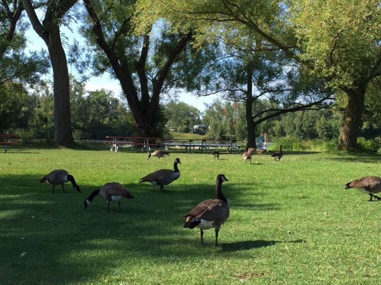 八位佳人在远方——初中闺蜜团加拿大游之美好印记