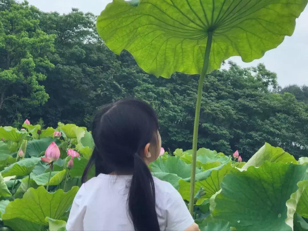 黄山6月小雨,黄山6月下雨