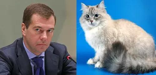 俄罗斯猫西伯利亚猫,战斗民族的猫有哪些