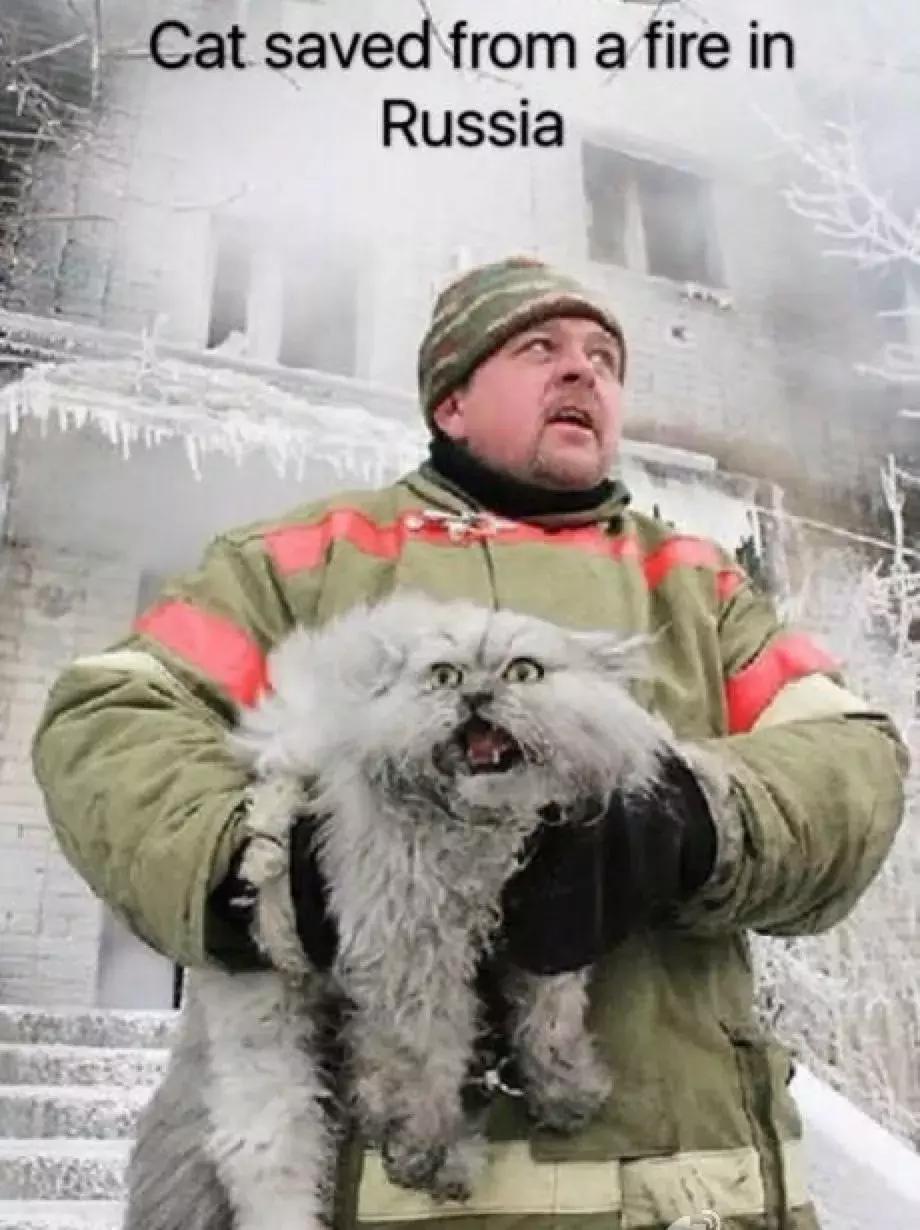 俄罗斯猫西伯利亚猫,战斗民族的猫有哪些