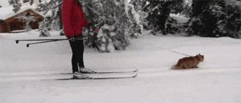 俄罗斯猫西伯利亚猫,战斗民族的猫有哪些