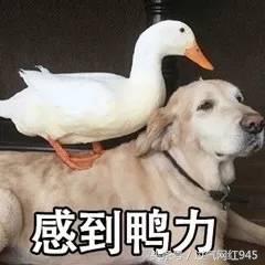 这些表情包你看完还敢用吗,这些表情包都将成为我说话的工具