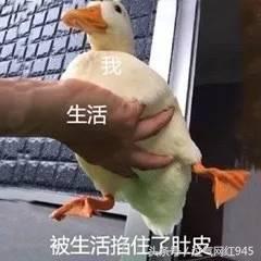 这些表情包你看完还敢用吗,这些表情包都将成为我说话的工具