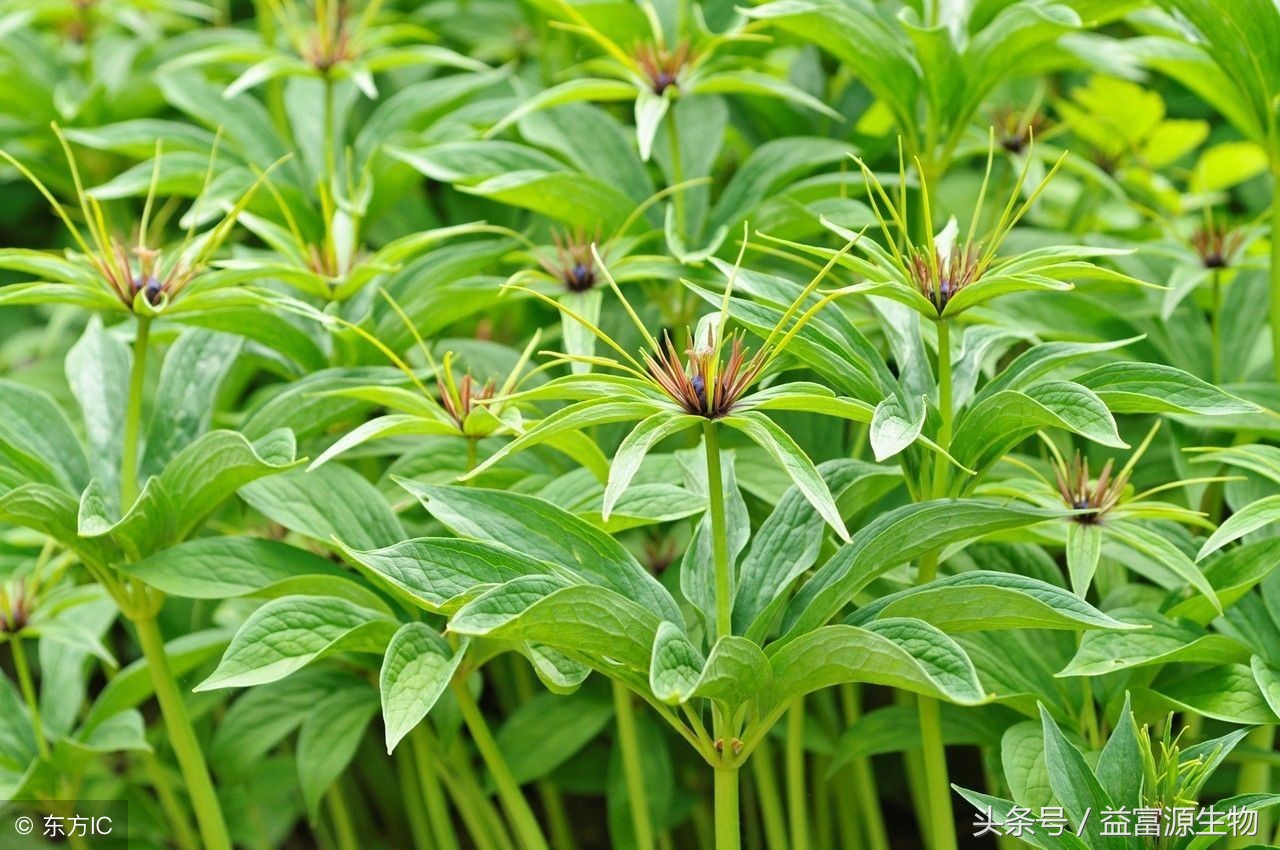 重楼根腐烂怎么治,重楼茎杆腐烂是什么原因